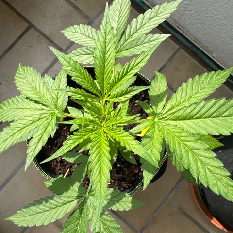 O 3.0 growlog timeline photo