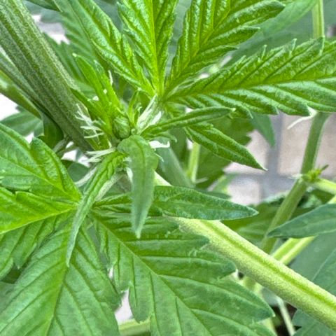 O 3.0 growlog timeline photo