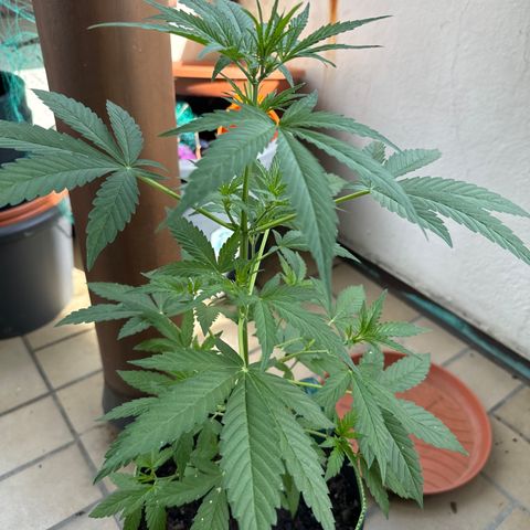 O 3.0 growlog timeline photo