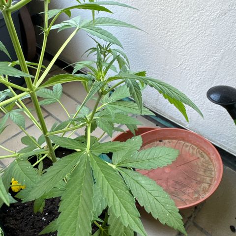 O 3.0 growlog timeline photo