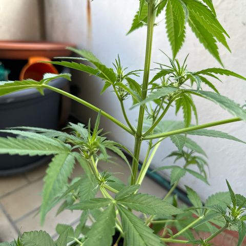 O 3.0 growlog timeline photo