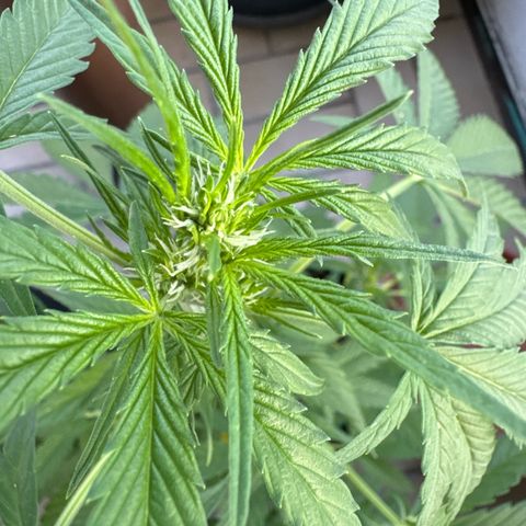 O 3.0 growlog timeline photo