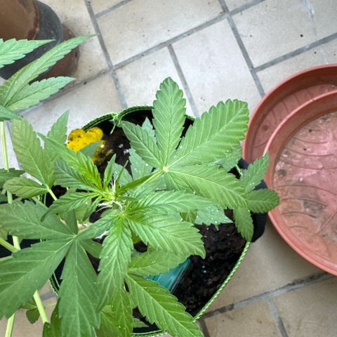 O 3.0 growlog timeline photo