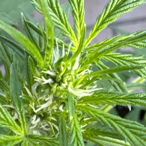 O 3.0 growlog timeline photo