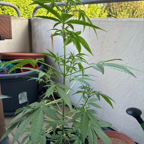 O 3.0 growlog timeline photo