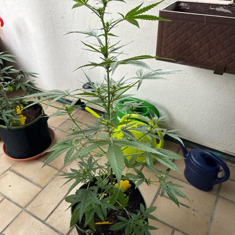 O 3.0 growlog timeline photo