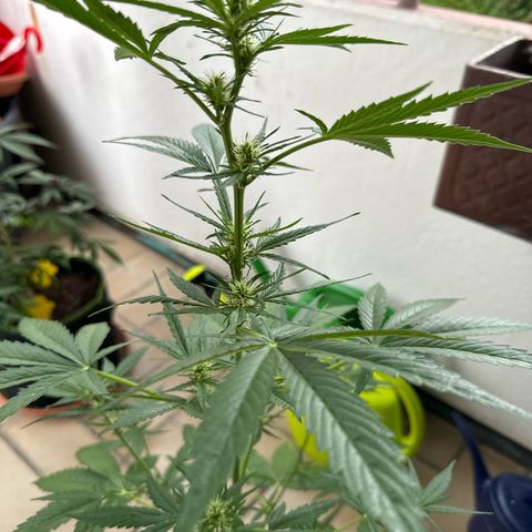 O 3.0 growlog timeline photo
