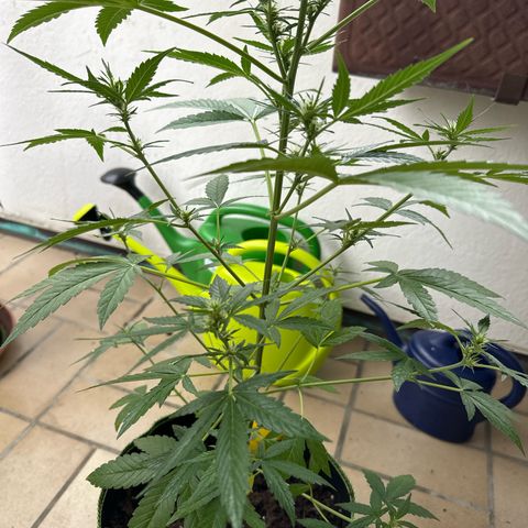 O 3.0 growlog timeline photo