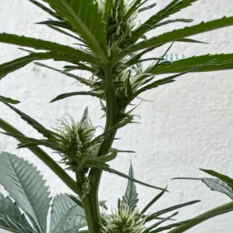 O 3.0 growlog timeline photo