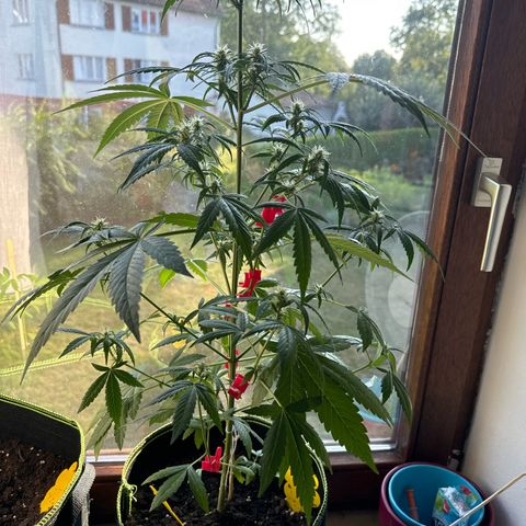 O 3.0 growlog timeline photo
