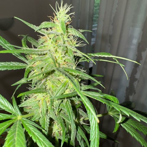 O 3.0 growlog timeline photo