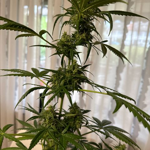 O 3.0 growlog timeline photo
