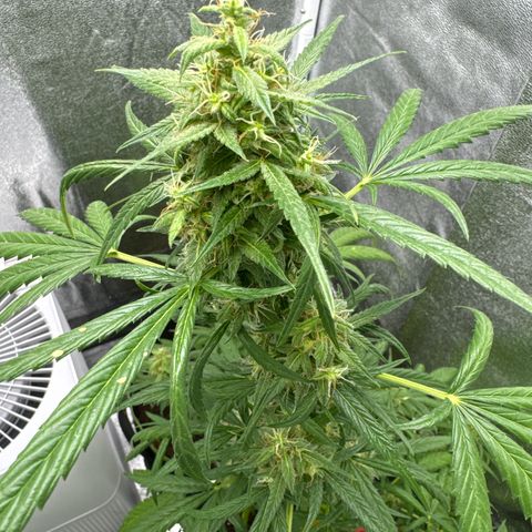 O 3.0 growlog timeline photo