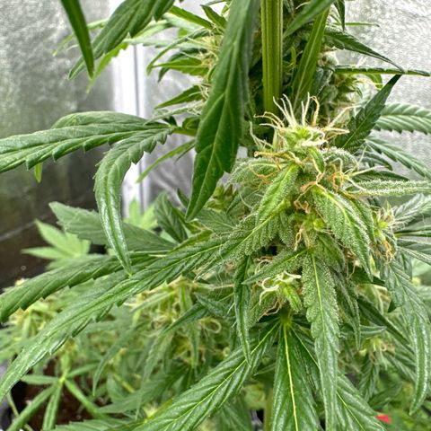 O 3.0 growlog timeline photo