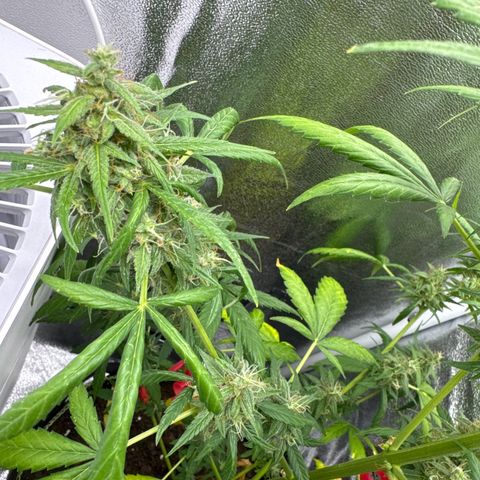 O 3.0 growlog timeline photo