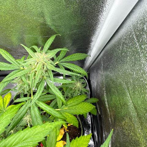 O 3.0 growlog timeline photo