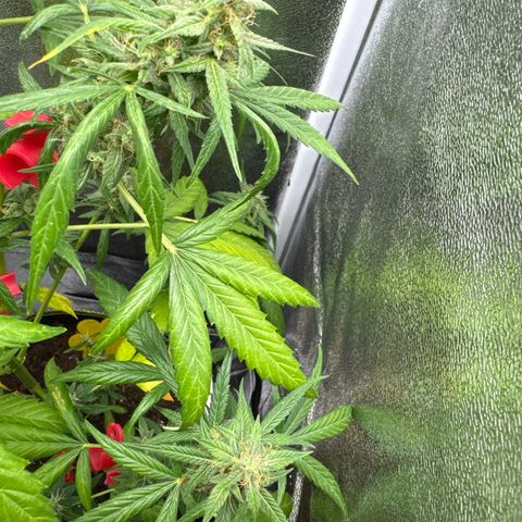 O 3.0 growlog timeline photo