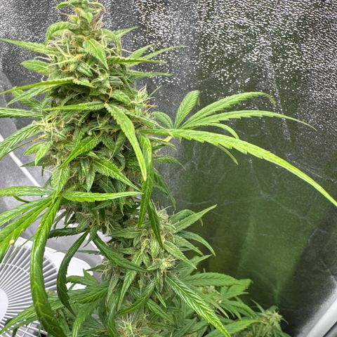 O 3.0 growlog timeline photo