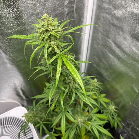 O 3.0 growlog timeline photo