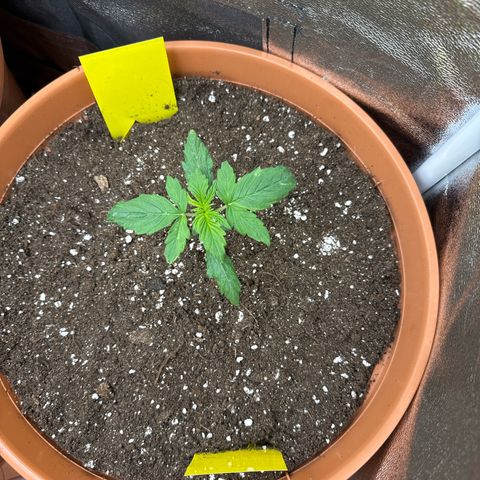 Pineapple Kush  #2 growlog timeline photo