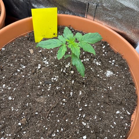 Pineapple Kush  #2 growlog timeline photo