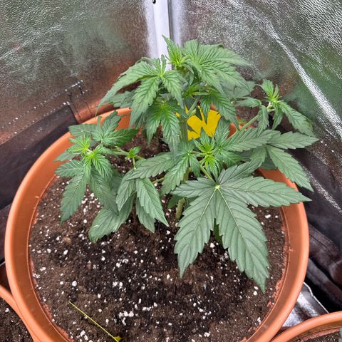 Pineapple Kush  #2 growlog timeline photo