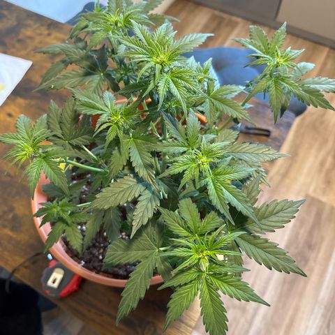 Pineapple Kush  #2 growlog timeline photo