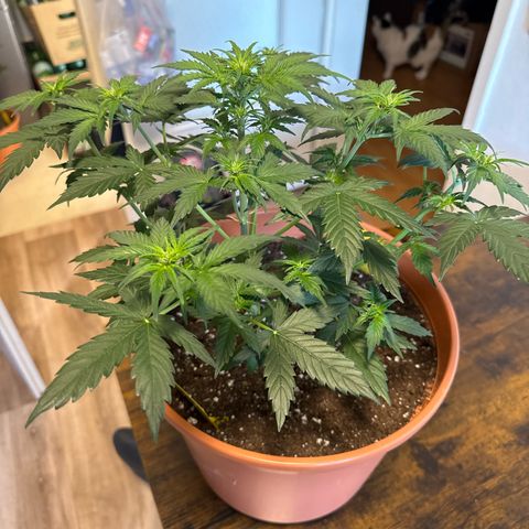 Pineapple Kush  #2 growlog timeline photo