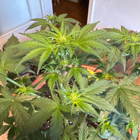 Pineapple Kush  #2 growlog timeline photo