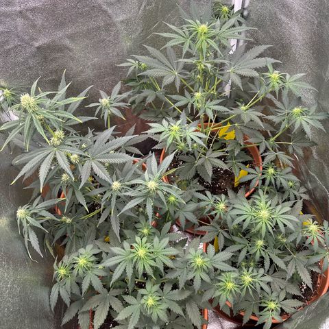 Pineapple Kush  #2 growlog timeline photo