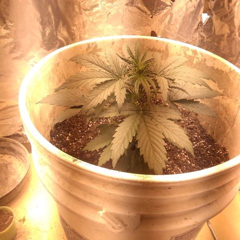 Flora growlog timeline photo