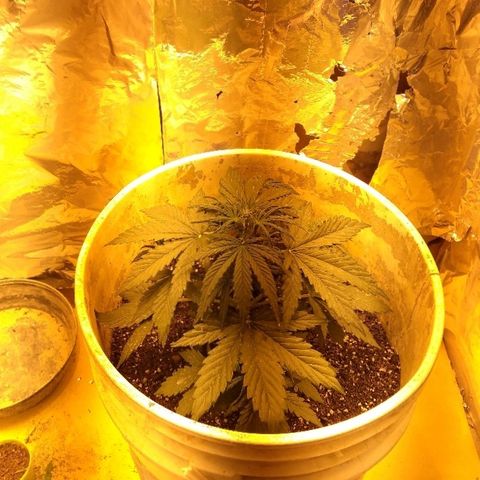 Flora growlog timeline photo