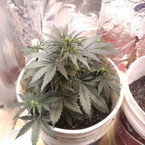 Flora growlog timeline photo