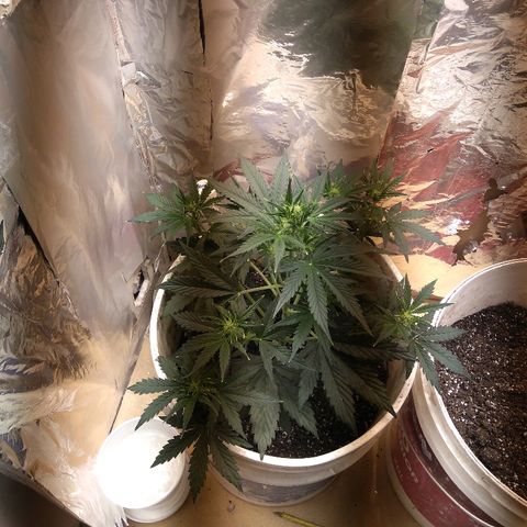 Flora growlog timeline photo