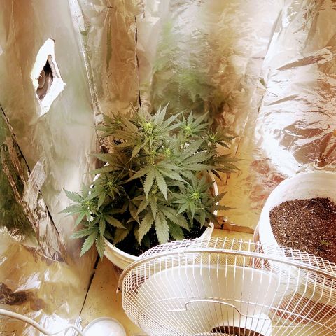 Flora growlog timeline photo