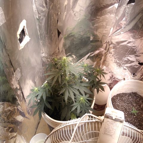 Flora growlog timeline photo