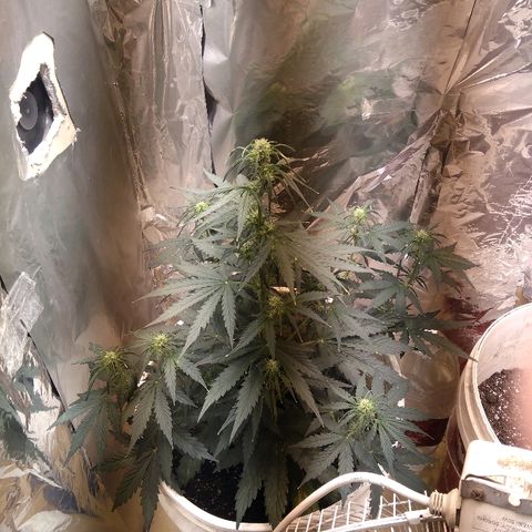 Flora growlog timeline photo