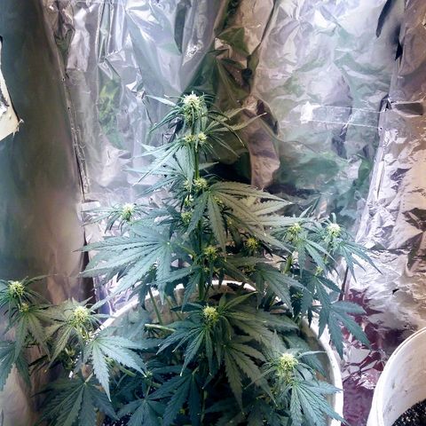 Flora growlog timeline photo