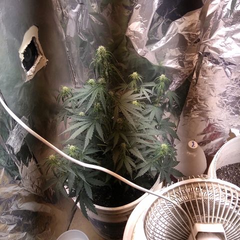 Flora growlog timeline photo