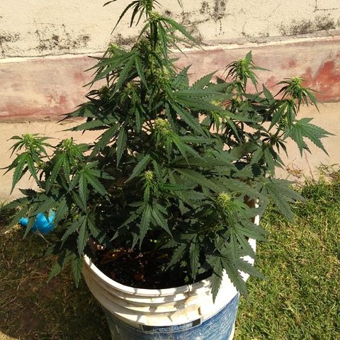 Flora growlog timeline photo