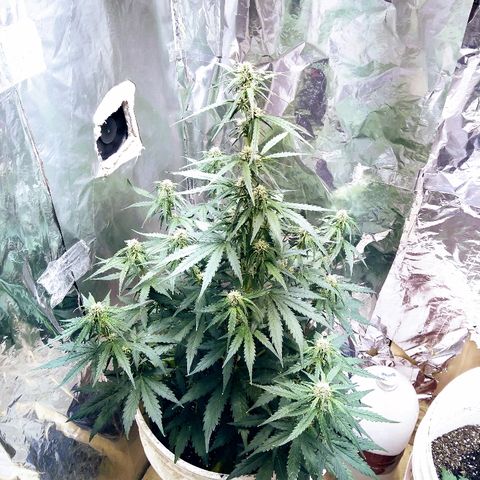 Flora growlog timeline photo