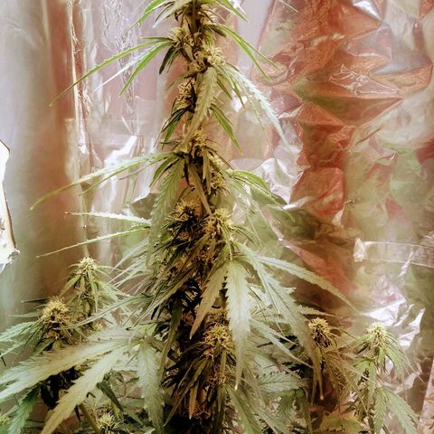 Flora growlog timeline photo