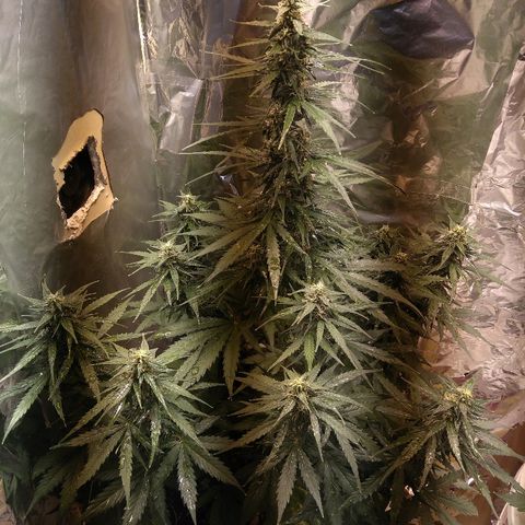Flora growlog timeline photo