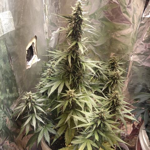Flora growlog timeline photo