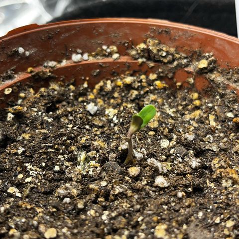 Preenseeds 2 geração  growlog timeline photo