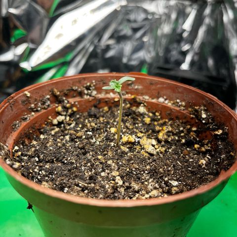 Preenseeds 2 geração  growlog timeline photo