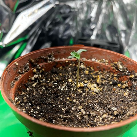 Preenseeds 2 geração  growlog timeline photo