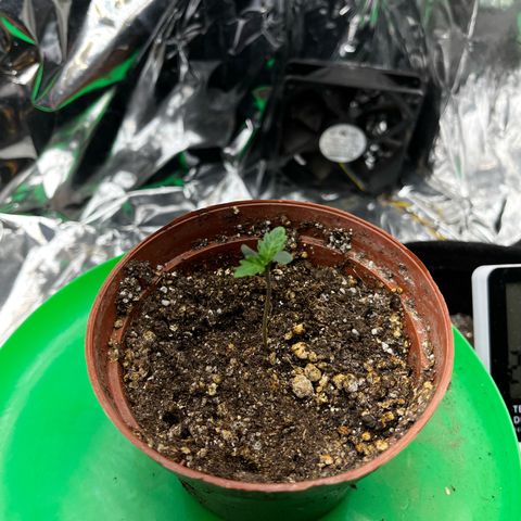 Preenseeds 2 geração  growlog timeline photo