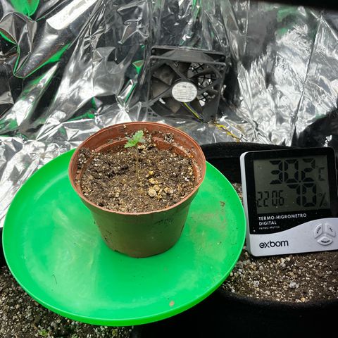 Preenseeds 2 geração  growlog timeline photo