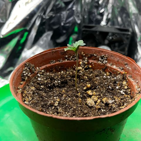 Preenseeds 2 geração  growlog timeline photo